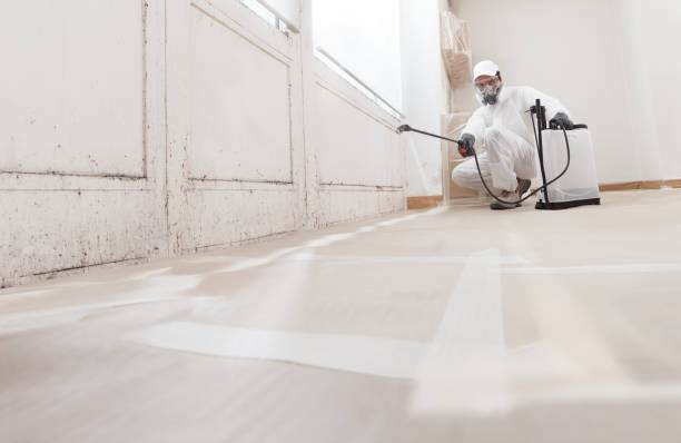 Black mold remediation team in Scotts