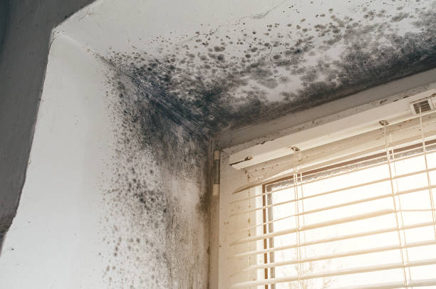 Mold Remediation service in Scotts, Scotts, MI